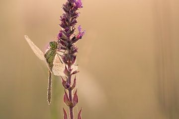 Libellule au lever du soleil sur Moetwil en van Dijk - Fotografie