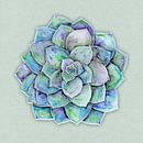 Echeveria plant van Bianca Wisseloo thumbnail