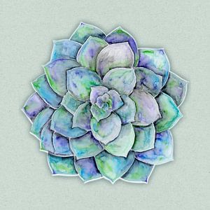 Echeveria Pflanze