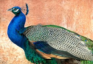 Pfauenvogel