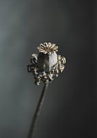 Trockene Blume