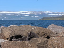 Chat en train de faire sa toilette en Islande sur zam art