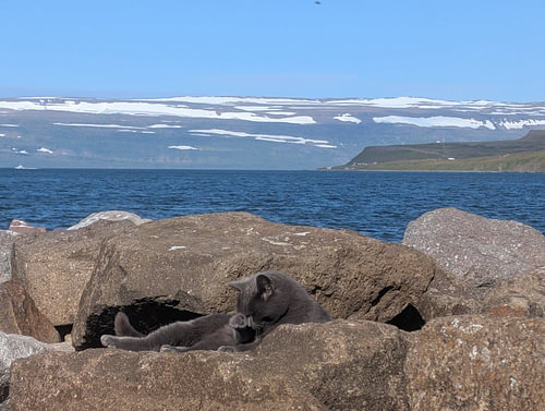 A cat grooming itself in Iceland