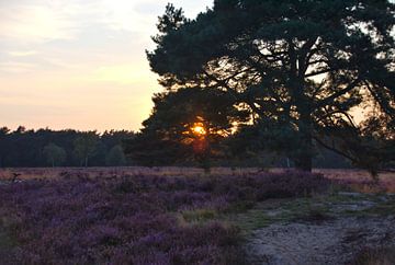 Ondergaande zon boven de heide. van Jurjen Jan Snikkenburg