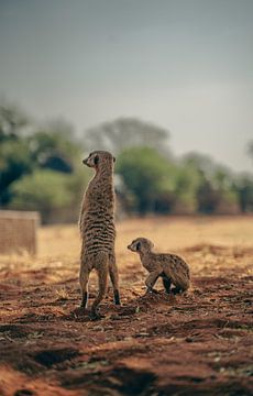 Meerkat in the Kalahari of Namibia, Africa by Patrick Groß