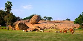 krishnas butterball with cows by Stefan Havadi-Nagy