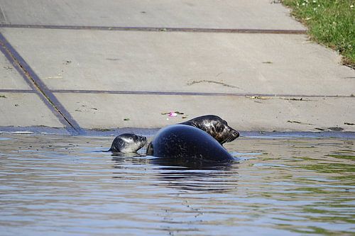 Seal with young / pup 6