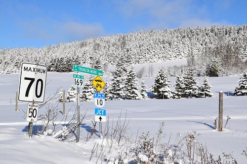 An icy forest after the storm