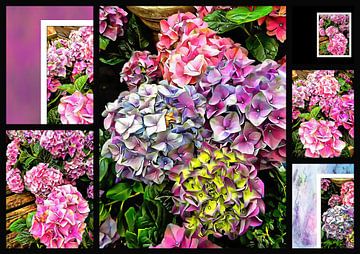 Prachtige hortensia's Collage 1 van Dorothy Berry-Lound