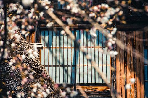 Japans raam met kersenbloesem