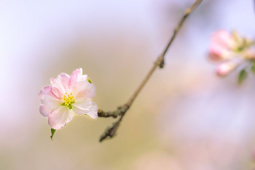 Lonely blossom by Angelique van Esch