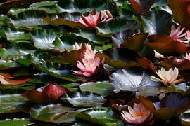 Pittoresque étang aux nénuphars