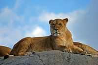 Leeuwin op een rots