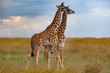 Giraffe Kinderen van Peter Michel