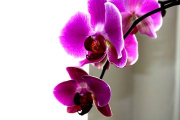 Orchideae by Francisco de Almeida