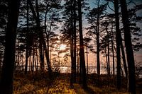 Coastal forest