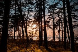 Coastal forest by Sebastian Witt