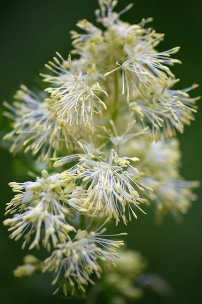 Aparte bloem van Miranda Rijnen Fotografie