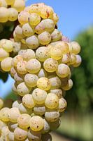 White wine grapes on the vine