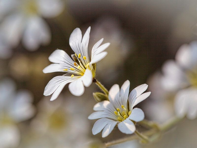Hoornbloem van Rob Boon