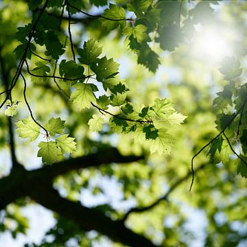 Bladeren van een wilde dienstboom, Sorbus torminalis van Heiko Kueverling