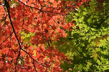 Esdoornblad in de herfst van Claude Laprise