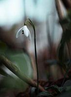 Sneeuwklokje lente