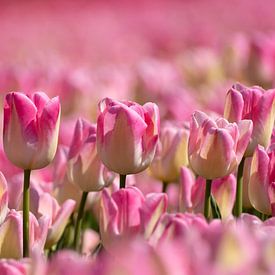 tulipes roses sur Hilda booy
