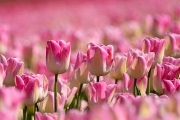 pink tulips van Hilda booy