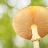 Fly agaric from below by Erik Veldkamp