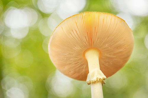 Fliegenpilz von unten