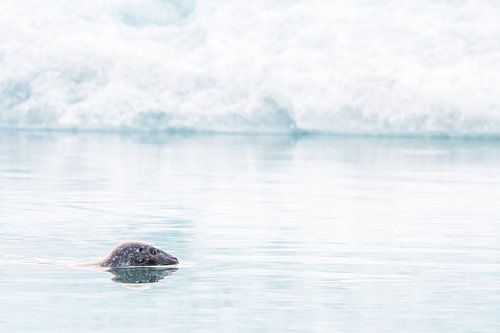 Grijze zeehond in het Jökulsárlón meer