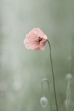 Klaproos, Mohn, Poppy, Coquelicot van Kitty Stevens