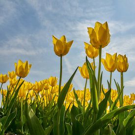 Gele tulpen vanuit kikkerperspectief van Ad Jekel