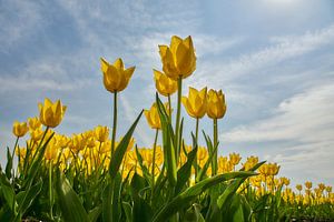 Les tulipes jaunes vues par une grenouille
