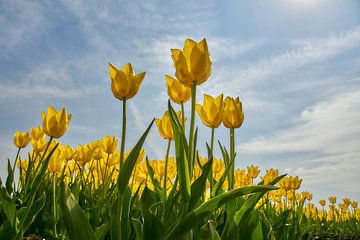 Gele tulpen vanuit kikkerperspectief van Ad Jekel
