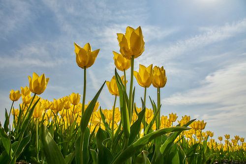 Yellow tulips from a frog's perspective