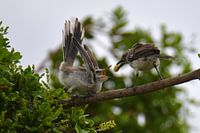 Jonge vogel wordt gevoerd