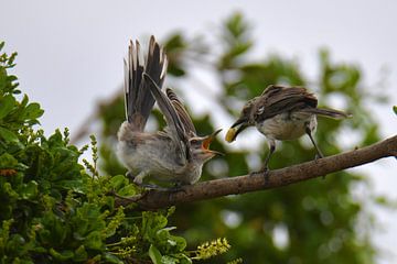 Jeune oiseau nourri sur Pieter JF Smit