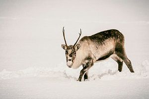 Rentiere beim Grasen im Schnee im Winter in Nordnorwegen