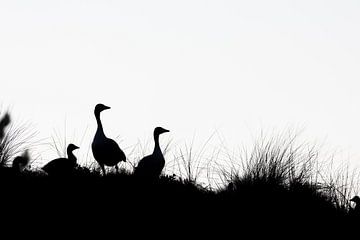 Grauwe ganzen silhouet van Lars van der Sanden