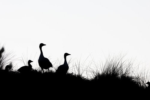 Greylag geese silhouette