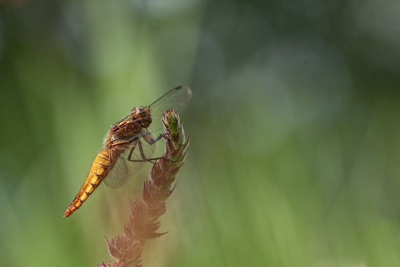 flat-bellied dragonfly by Susan van Etten
