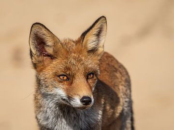 Close up van een vos van Wim Steensma