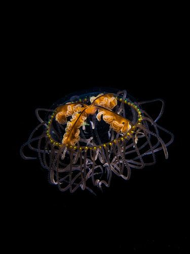 The japanese cross jellyfish