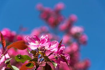 Baum mit Kirschblüten von Frank Herrmann
