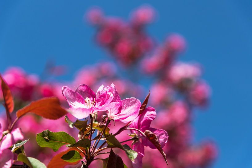 Arbre à fleurs de cerisier par Frank Herrmann