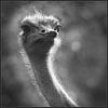 Struisvogel von Jasper van de Gein Photography
