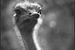 Struisvogel van Jasper van de Gein Photography