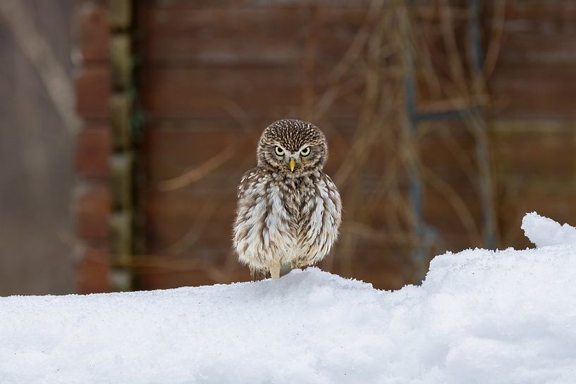 Felle kleine uil van Teresa Bauer